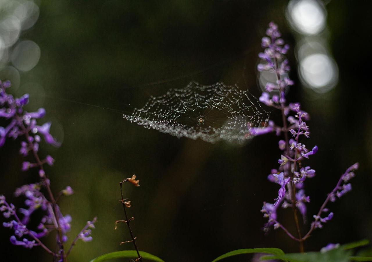 Away With The Fairies Nature Lodge And Backpackers Hogsback Bagian luar foto